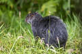 Black Agouti Dasyprocta fuliginosa