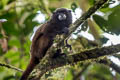 Black-mantled Tamarin Leontocebus nigricollis (Graells's Tamarin, Napo Tamarin)