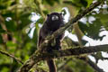 Black-mantled Tamarin Leontocebus nigricollis (Graells's Tamarin, Napo Tamarin)