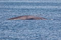 Blue Whale Balaenoptera musculus