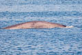 Blue Whale Balaenoptera musculus