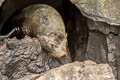 Galapagos Fur Seal Arctocephalus galapagoensis