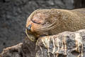 Galapagos Fur Seal Arctocephalus galapagoensis