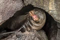 Galapagos Fur Seal Arctocephalus galapagoensis