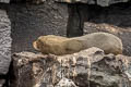 Galapagos Fur Seal Arctocephalus galapagoensis