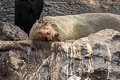 Galapagos Fur Seal Arctocephalus galapagoensis