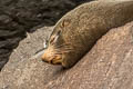 Galapagos Fur Seal Arctocephalus galapagoensis