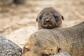 Galapagos Sea Lion Zalophus wollebaeki