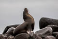 Galapagos Sea Lion Zalophus wollebaeki