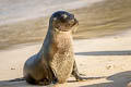 Galapagos Sea Lion Zalophus wollebaeki