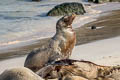 Galapagos Sea Lion Zalophus wollebaeki