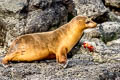 Galapagos Sea Lion Zalophus wollebaeki
