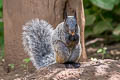 Guayaquil Squirrel Simosciurus stramineus