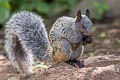 Guayaquil Squirrel Simosciurus stramineus