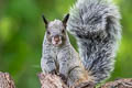 Guayaquil Squirrel Simosciurus stramineus