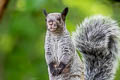 Guayaquil Squirrel Simosciurus stramineus