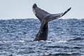 Humpback Whale Megaptera novaeangliae