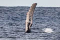 Humpback Whale Megaptera novaeangliae