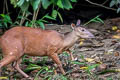 Red Brocket Mazama americana