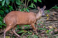 Red Brocket Mazama americana