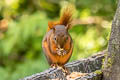 Red-tailed Squirrel Syntheosciurus granatensis