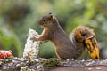 Red-tailed Squirrel Syntheosciurus granatensis