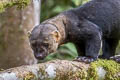 Tayra Eira barbara