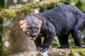 Tayra Eira barbara