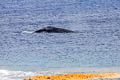 Humpback Whale Megaptera novaeangliae