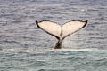 Humpback Whale Megaptera novaeangliae