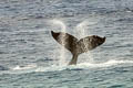 Humpback Whale Megaptera novaeangliae