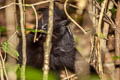 Crested Black Macaque Macaca nigra (Celebes Crested Macaque)