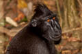 Crested Black Macaque Macaca nigra (Celebes Crested Macaque)