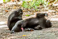 Crested Black Macaque Macaca nigra (Celebes Crested Macaque)
