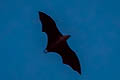 Moluccan Masked Flying-fox Pteropus personatus