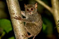 Peleng Tarsier Tarsius pelengensis