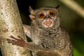 Peleng Tarsier Tarsius pelengensis