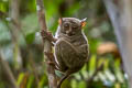 Peleng Tarsier Tarsius pelengensis