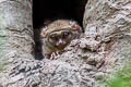 Spectral Tarsier Tarsier spectrum (Sulawesi Tarsier)