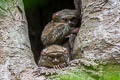 Spectral Tarsier Tarsier spectrum (Sulawesi Tarsier)