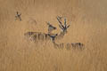 Blackbuck Antilope cervicapra