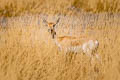 Blackbuck Antilope cervicapra