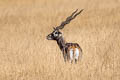 Blackbuck Antilope cervicapra