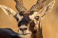 Blackbuck Antilope cervicapra