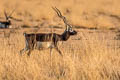 Blackbuck Antilope cervicapra