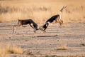 Blackbuck Antilope cervicapra