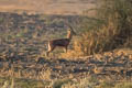 Indian Gazelle Gazella bennettii (Chinkara)