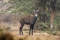 Nilgai Boselaphus tragocamelus