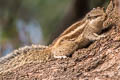 Northern Palm Squirrel Funambulus pennantii (Five-striped Palm Squirrel)