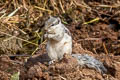 Northern Palm Squirrel Funambulus pennantii (Five-striped Palm Squirrel)